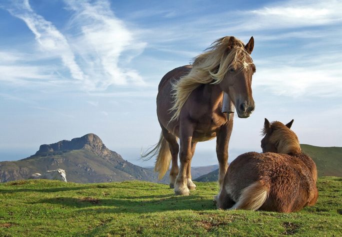 Cavalos
