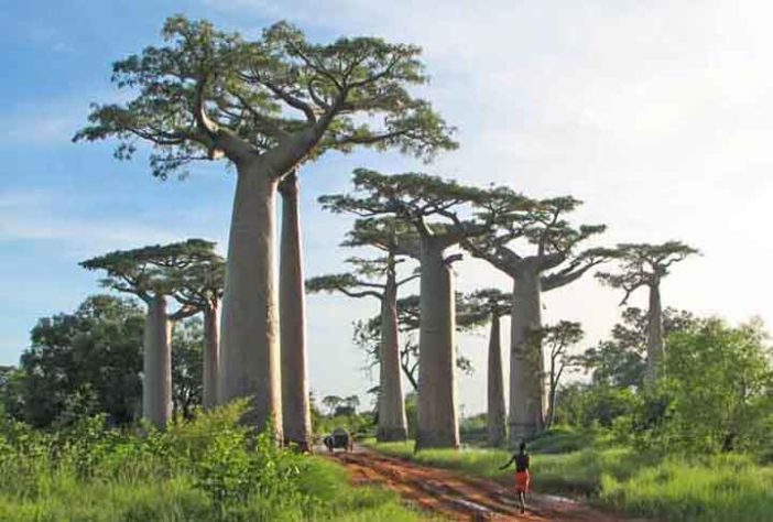 Árvores mais belas 