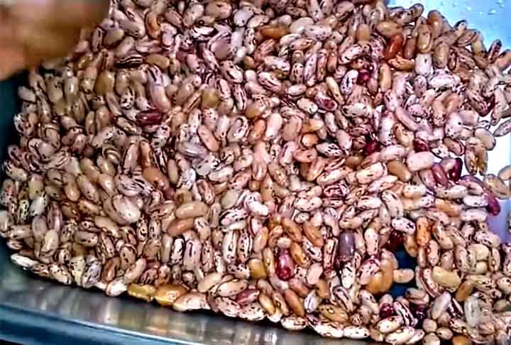 Feijão Rajado- Possui alto teor de minerais(manganês e cobre) que ajudam a proteger o corpo de gorduras ruins e vitamina B1. Tem a cor levemente rosada e pintas escuras, um sabor mais adocicado e suave do que o feijão carioca.-Reprodução/Youtube