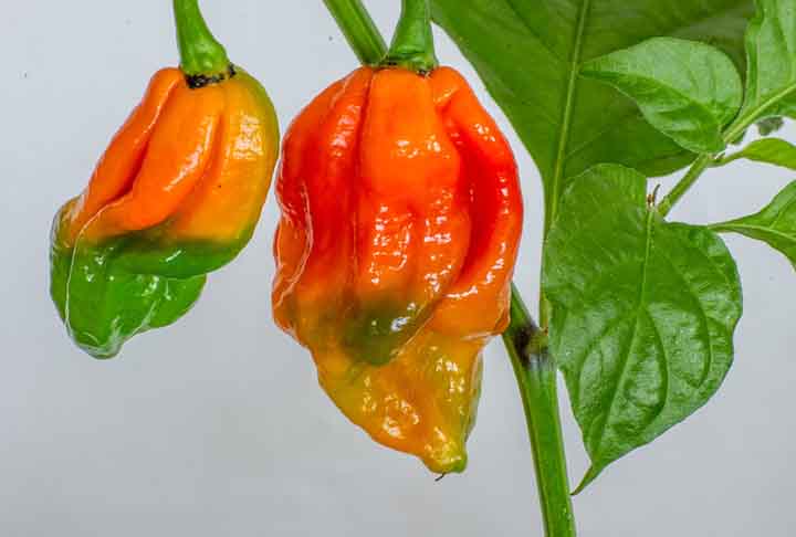 A Naga foi desenvolvida como parte de uma competição para criar a pimenta mais ardida, unindo três variedades para atingir o resultado final.