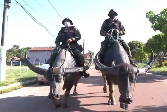 Polícia Montada da Ilha de Marajó - Bufalos -