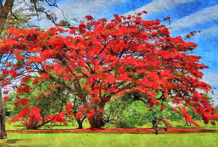 No Brasil, desponta pelas flores de cores vibrantes que contrastam com as folhas verdes. Há três variações: amarela, vermelha e roxa. Conhecida como "árvore-do-fogo", atrai pássaros e borboletas. Seus frutos são vagens com sementes.