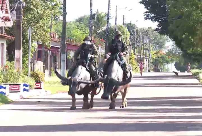 Polícia Montada da Ilha de Marajó - Bufalos -