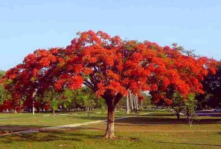 Árvores mais belas 