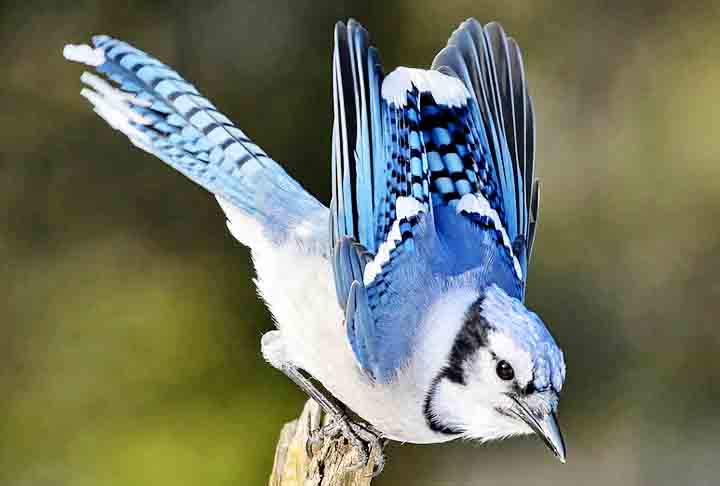 Gaio-Azul- Conhecido por sua beleza, inteligÃªncia e habilidades vocais, mede atÃ© 30 cm e pesa atÃ© 100 gramas quando adulto. Sua plumagem Ã© azul nas asas, no dorso e na cauda. Ã? uma ave onÃ­vora (alimenta-se de animais e vegetais) e possui um comportamento agressivo que afugenta as outras aves ou predadores.