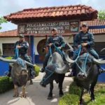 Polícia Montada da Ilha de Marajó - Bufalos -