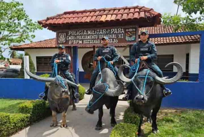 Policiamento sem búfalos vira atração em arquipélago brasileiro