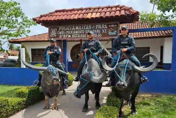 Policiamento com búfalos é atração turística na ilha de Marajó