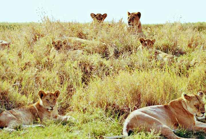 4Âº - Serengeti Natinal Park ( TanzÃ¢nia ) - 7.37 - Ã? um parque nacional de grandes dimensÃµes (cerca de 40000kmÂ²) no norte daÂ TanzÃ¢niaÂ e sudoeste doÂ QuÃªnia, naÂ Ãfrica Oriental. Famoso pelas migraÃ§Ãµes anuais deÂ gnus,Â zebrasÂ eÂ gazelasÂ que acontecem de maio a junho.Â Ã? patrimÃŽnio mundialÂ daÂ UNESCOÂ desdeÂ 1981.