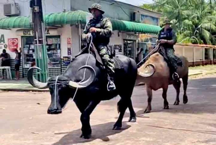 Polícia Montada da Ilha de Marajó - Bufalos -