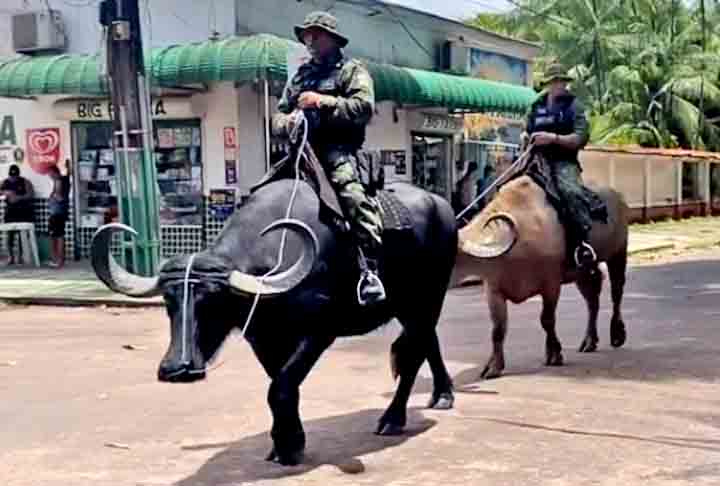 A unidade exerce o policiamento com búfalos num município que mesmo com o passar do tempo, ainda preserva o bucolismo, a cultura e a identidade dos moradores da região.