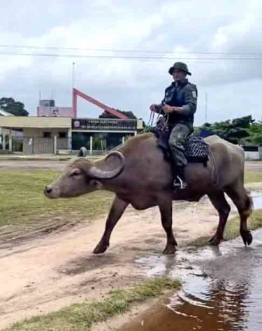 Polícia Montada da Ilha de Marajó - Bufalos -