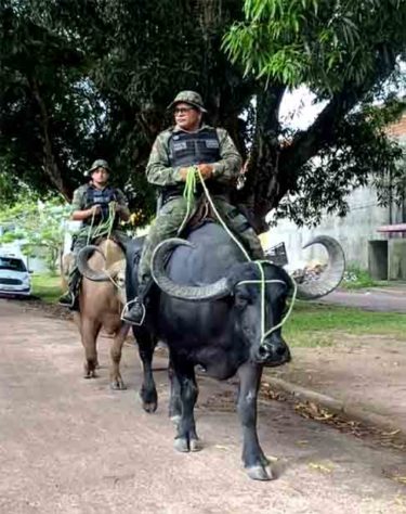 Polícia Montada da Ilha de Marajó - Bufalos -