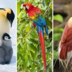 Aves lindas -