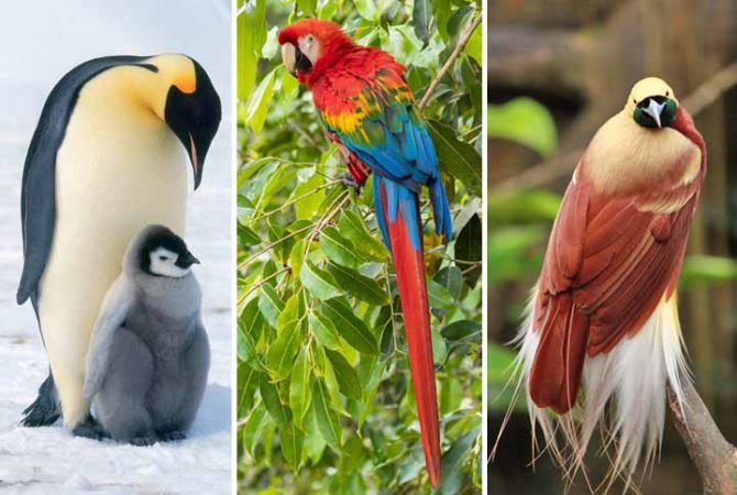 Espetáculo de plumas e cores: As aves mais belas do mundo