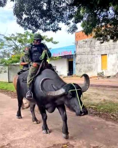 Polícia Montada da Ilha de Marajó - Bufalos -