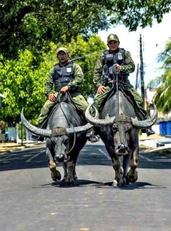 Polícia Montada da Ilha de Marajó - Bufalos -