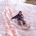 Neve Melancia -
