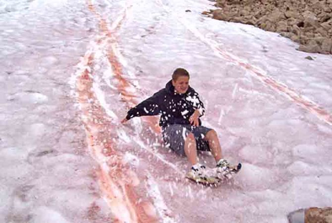 Fenômeno de ‘Neve melancia’ preocupa ambientalistas