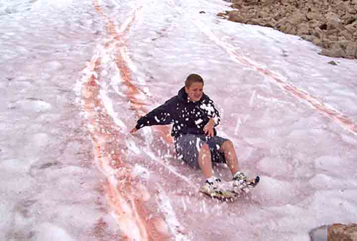 Um fenômeno natural, a chamada “neve melancia” tem ocorrido com mais frequência e despertado atenção e alguma preocupação em pesquisadores e ambientalistas.  -  (crédito:  Kory J. Collier/Wikimédia Commons)