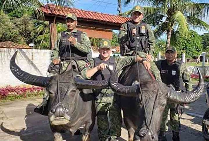 Polícia Montada da Ilha de Marajó - Bufalos -