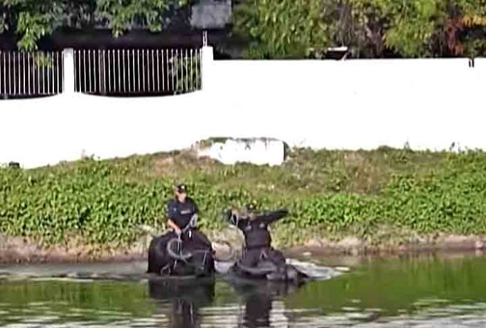 Polícia Montada da Ilha de Marajó - Bufalos -