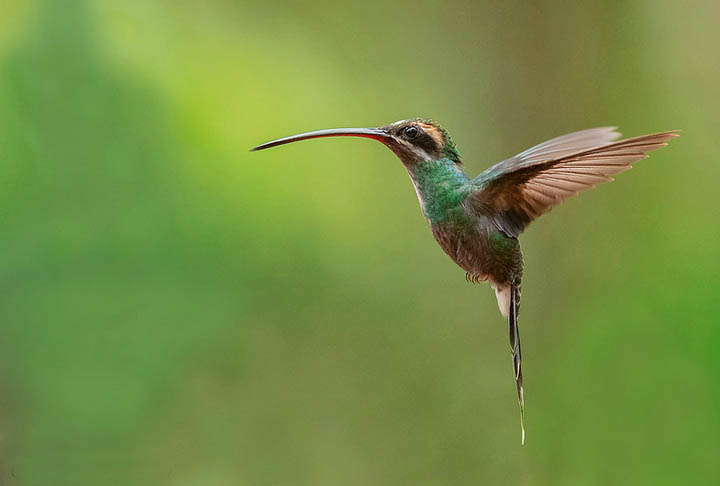 AtÃ© por essa razÃ£o, os beija-flores nunca foram mantidos como aves cativas pelos seres humanos.