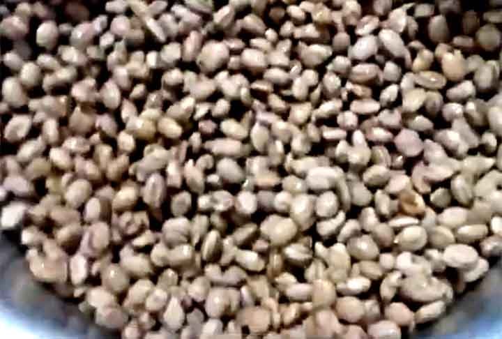 Feijão Mulatinho- Esse grão tem a coloração marrom, mas não possui as listras e seu sabor é suave. Contém proteínas, fibras e vitaminas, além de cálcio, importante para a formação e saúde dos ossos e dentes. Também ajuda a controlar a glicemia.- Reprodução/Youtube