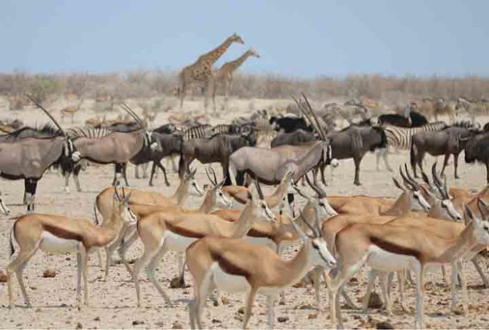 Etosha National Park (Namíbia) - Parques nacionais mais bonitos do mundo -