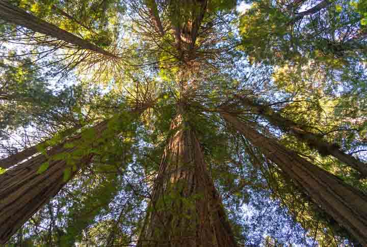 Sequoia Gigante- A espÃ©cie leva esse nome por alcanÃ§ar uma estatura muito elevada. Ã? considerada a Ã¡rvore mais alta do mundo, com mais de 100 metros.TambÃ©m tem um tronco bem largo e as pessoas gostam de fotografar diante dela.