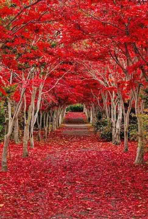 Maple TÃºnel- Localizado no Oregon- Estados Unidos, alÃ©m de possuir estÃ©tica encantadora, destoa pela presenÃ§a dos bordos, que Ã© sÃ­mbolos nÃ£o apenas do Oregon, mas tambÃ©m do CanadÃ¡ e de muitas outras regiÃµes.
