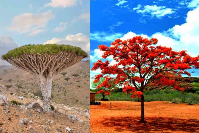 As árvores mais belas do mundo; o que elas têm de tão especial