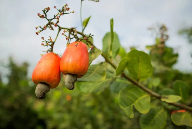 Fruta ou castanha? Efeitos do caju para a saúde e os maiores produtores no Brasil