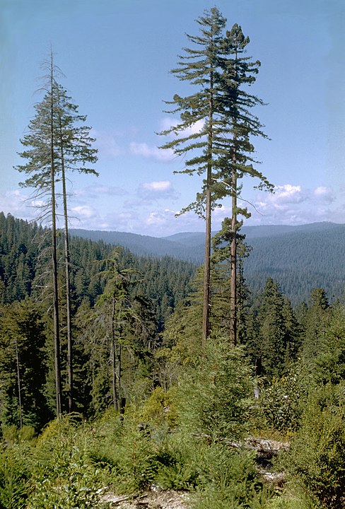 A Hyperion, sequoia que fica no Parque Nacional de Redwood, em San Francisco, nos EUA, é a maior árvore do planeta, com 115,55 metros de altura. A localização exata não é revelada por medo de que ela seja agredida. Estima-se que ela exista há cerca de 700 anos. 