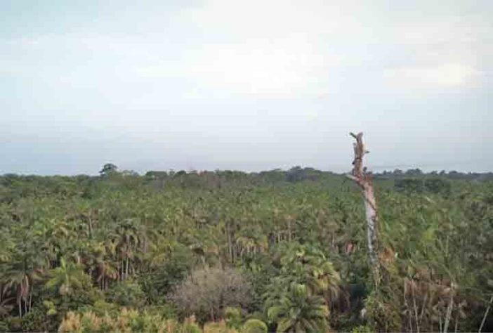 Floresta de comida