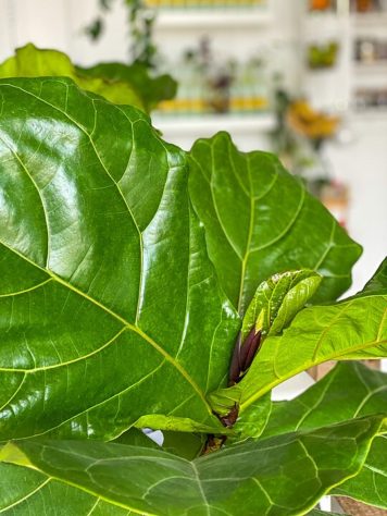 Plantas em casa