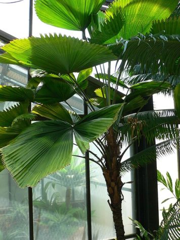 Plantas em casa