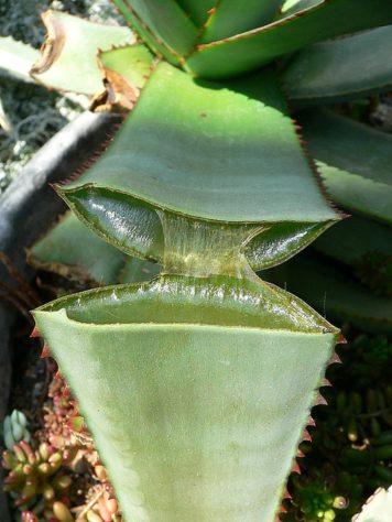 Plantas em casa