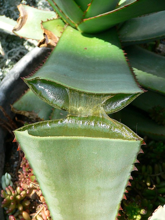 Suculenta- Adaptáveis a diversos ambientes, as suculentas são ideais para janelas ensolaradas. Originárias de regiões áridas, essas plantas armazenam água nas folhas. Regue moderadamente e posicione-as onde recebam luz solar direta.