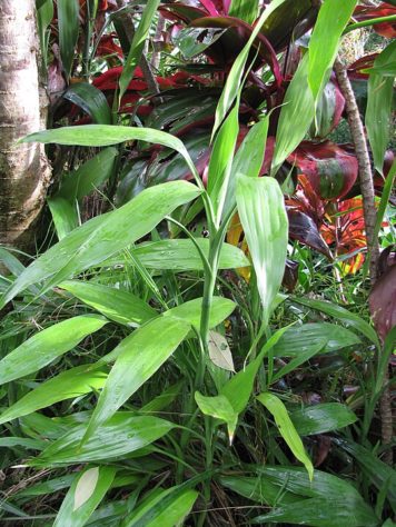 Plantas em casa