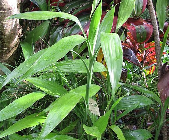Harmonize seu lar:  Plantas perfeitas para o bem-estar na residência
