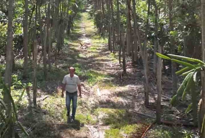 Floresta de comida