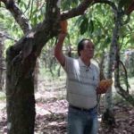 Floresta de Comida