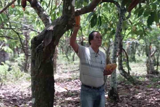 Com ‘florestas de comida’, comunidade japonesa recupera áreas desmatadas na Amazônia