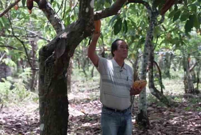 Japoneses recuperam áreas desmatadas na Amazônia com ‘florestas de comida’