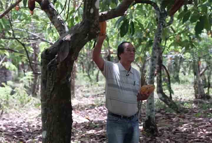 Floresta de Comida