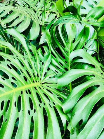 Plantas em casa