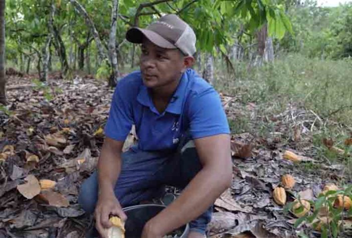 Floresta de comida