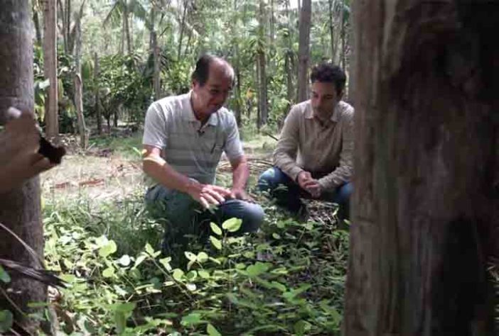 Floresta de comida