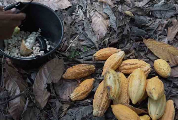 Floresta de comida